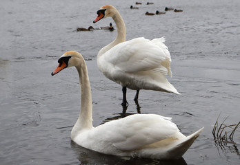 Swans on the melting ice of the pond