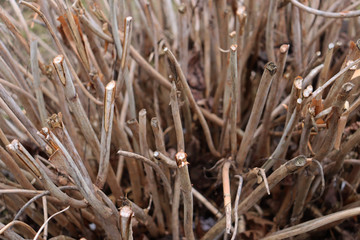 The texture of the trimmed bushes. Lots of clipped brown bush branches