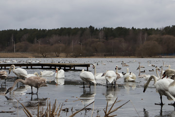 Flock of swans on ice and in water