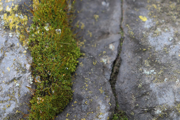 Background of green vegetation with water droplets on a rock