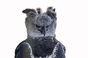 Isolated portrait of Harpy eagle (Harpia harpyja) proudly looking forward