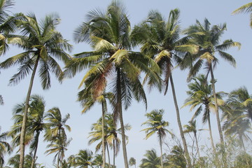 Fototapeta na wymiar Palm Trees after Heavy Rain