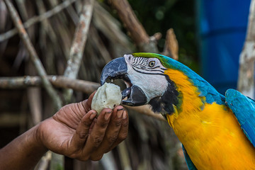 Man feeds blue-and-yellow macaw (Ara ararauna) bread crumb