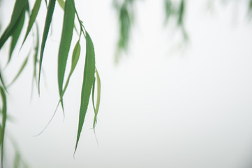 Bamboo leaves with with mist background during morning in Wuhan, China.