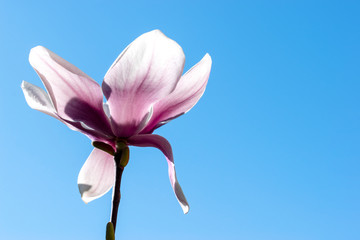 Fototapeta na wymiar Magnolia flower isolated on a natural blue sky background. Beautiful spring background with copy space. Tender white and pink magnolia blossom. Spring time. Card, wallpaper, banner. Magnoliaceae