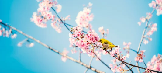 Foto auf Alu-Dibond Weißes Auge auf Kirschblüten © hanahal