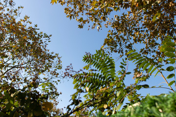 Photo of Platanus tree and Ailanthus tree together with blue sky.
