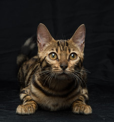 Beautiful young Bengal cat on a black background