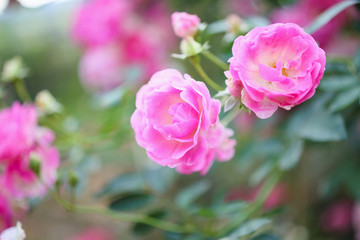 Beautiful pink roses flower in the garden