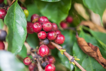 Fresh coffee beans on tree branches