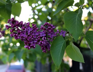  bloomed lilac in spring
