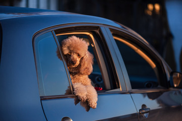 Dog looking out of car window.