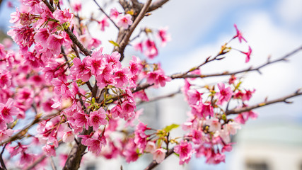 Beautiful cherry blossom flowers blooming at Lohas Park, Taipei, Taiwan