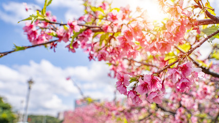 Obraz na płótnie Canvas Beautiful cherry blossom flowers blooming at Lohas Park, Taipei, Taiwan