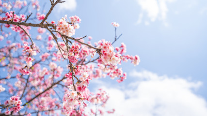 Beautiful cherry blossom flowers blooming outdoor.