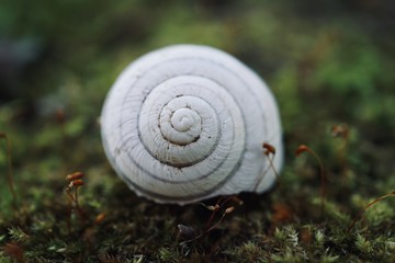 white snail in the nature