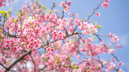 Beautiful cherry blossom flowers blooming at Lohas Park, Taipei, Taiwan