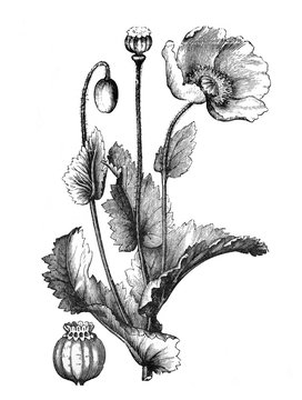 Papaver somniferum (Opium poppy) Antique illustration from Brockhaus Konversations-Lexikon 1908
