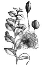 Caper plant (Capparis spinosa) bush plant / Antique illustration from Brockhaus Konversations-Lexikon 1908