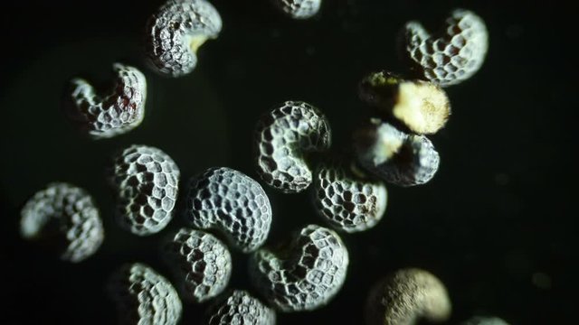 Microscopic seeds opium poppy Papaver somniferum. Wet shoots by microscope. Narcotic, drug opiates and food plant. Super macro close-up.