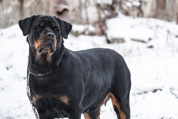 Adult rottweiler dog in a stance in winter.