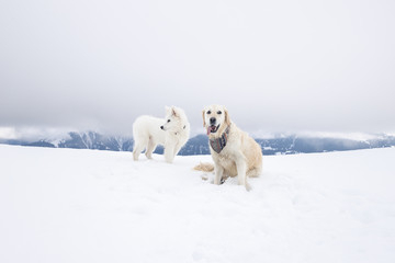 Fototapeta na wymiar dogs playing in snow