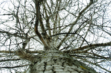 Looking up. Sky through the tree branches. View through the tree.