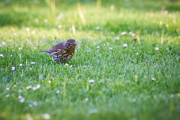 Song thrush in the grass (Turdus philomelos)