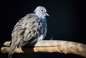 Close Up shot of a Diamond Dove bird