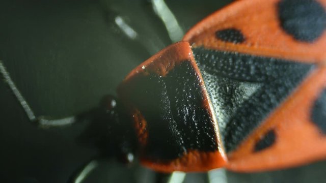 Common bed bug Cimex lectularius underside - permanent slide plate under high magnification.