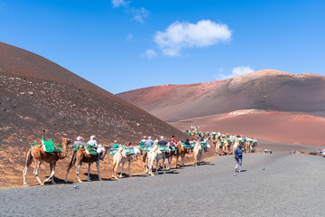 Caravan walking in Timinfaya National Park, Lanzarote, Canary Islands, Spain