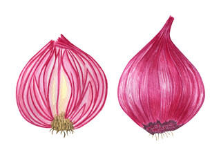  Watercolor illustration of a red onion. Useful food. Health.