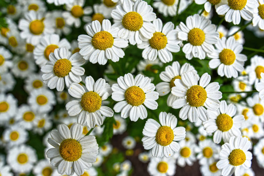 Feverfew Images – Browse 4,773 Stock Photos, Vectors, and Video
