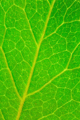 texture of green leaf