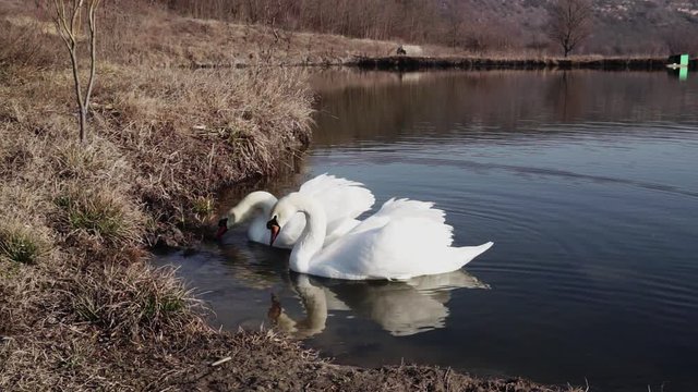 a couple of swans in the blue lake water