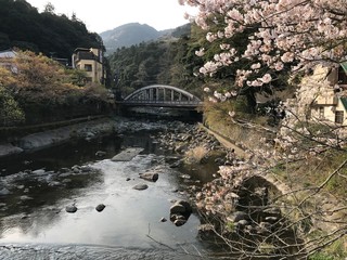 Fototapeta na wymiar Bridge, river and jerry blossom, Nikko, Japan