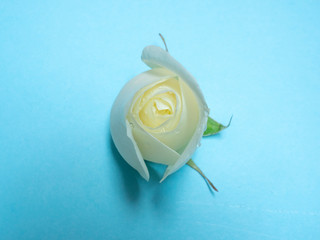 Top view of white rose on blue background. Daylight