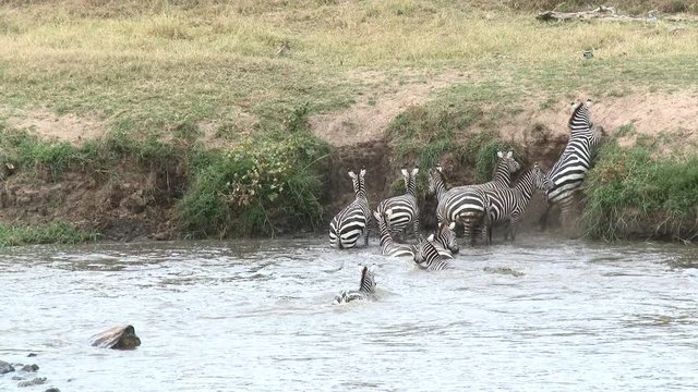 Zebra's ( Equus quagga)  crossing the Mara river during their annual migration, struggling to climb the riverbank, with Crocodile trying to get one,Serengeti N.P., Tanzania.