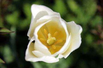 Macro photo of blooming tulip