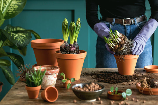 Woman gardener is transplanting beautiful plants, cacti, succulents to ceramic pots and taking care of home flowers on the retro wooden table for her concept of home garden. 