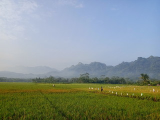 extensive rice fields