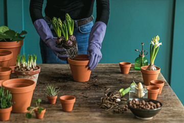 Woman gardener is transplanting beautiful plants, cacti, succulents to ceramic pots and taking care of home flowers on the retro wooden table for her concept of home garden. 