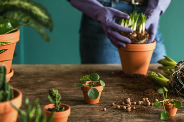 Woman gardener is transplanting beautiful plants, cacti, succulents to ceramic pots and taking care of home flowers on the retro wooden table for her concept of home garden. 