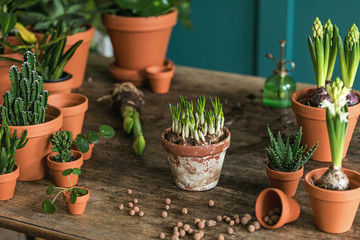 Woman gardener is transplanting beautiful plants, cacti, succulents to ceramic pots and taking care...