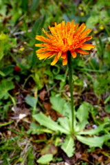 Gold- Pippau, Crepis aurea