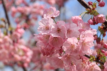 桜　サクラ　さくら　河津桜