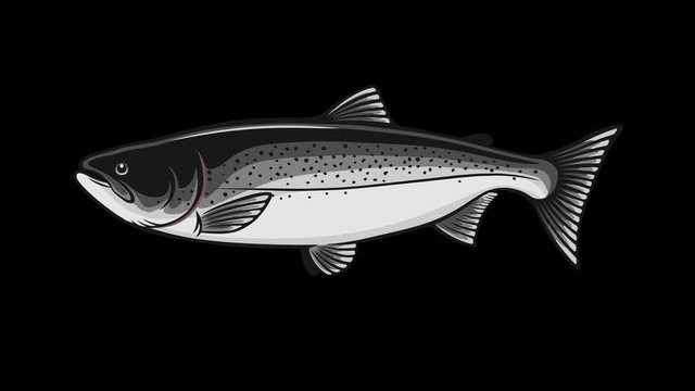 salmon is swimming and waving its tail