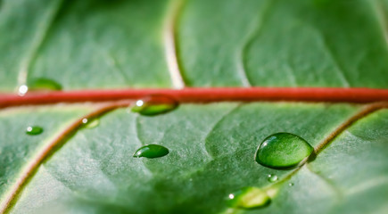 Abstract green background. Macro Croton plant leaf with water drops. Natural backdrop © OLAYOLA