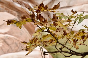 Brown and Yellow Autumn Leaves, Sokcho, South Korea