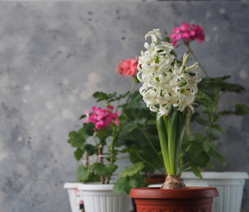 Young plant geocint with green leaves and white flowers on the background of other home plants. In everyday life, the geocint is called the rain flower.